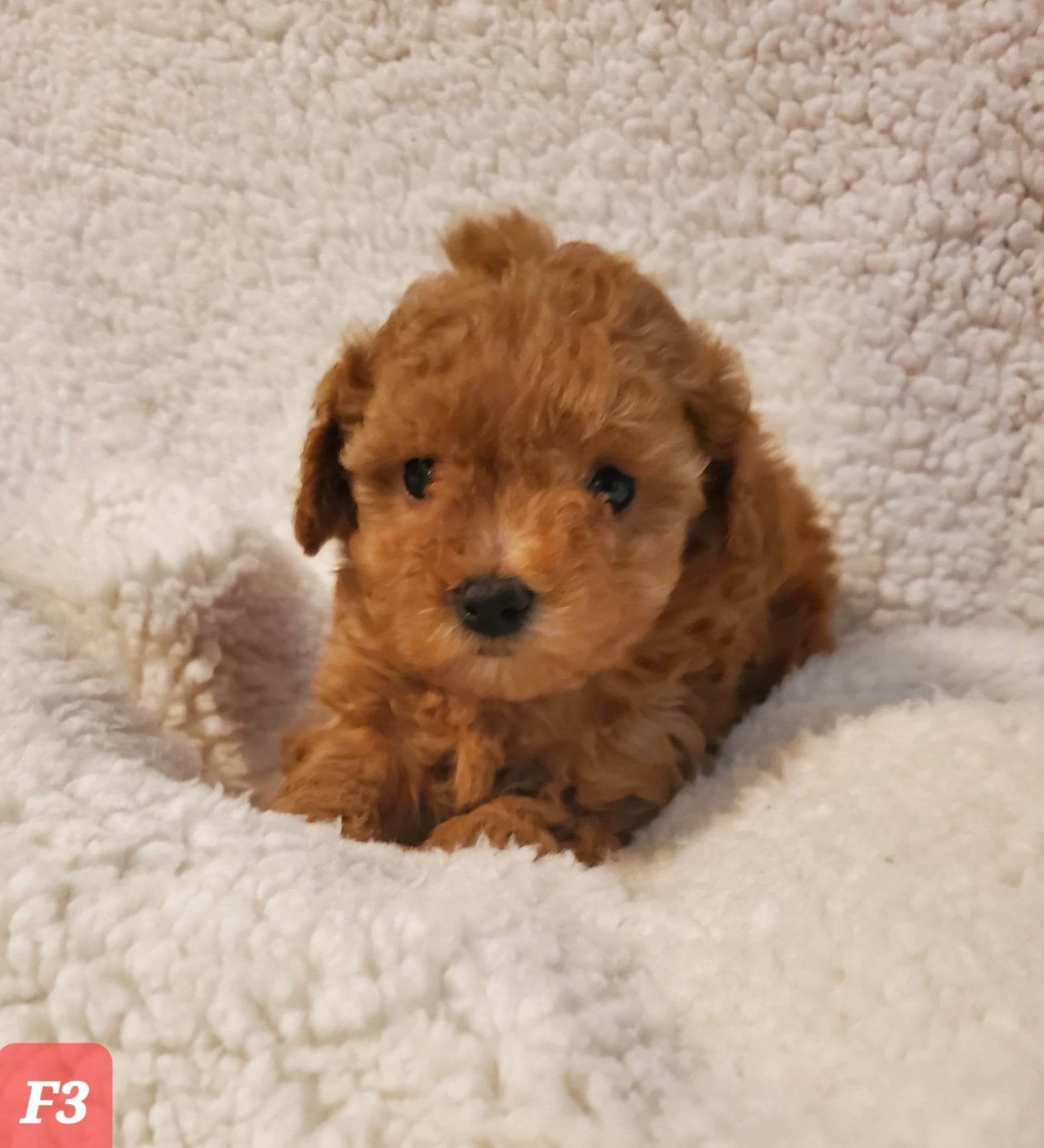 Miniature Goldendoodle & Labradoodle Puppies for Sale | Goldenbelle Doodles