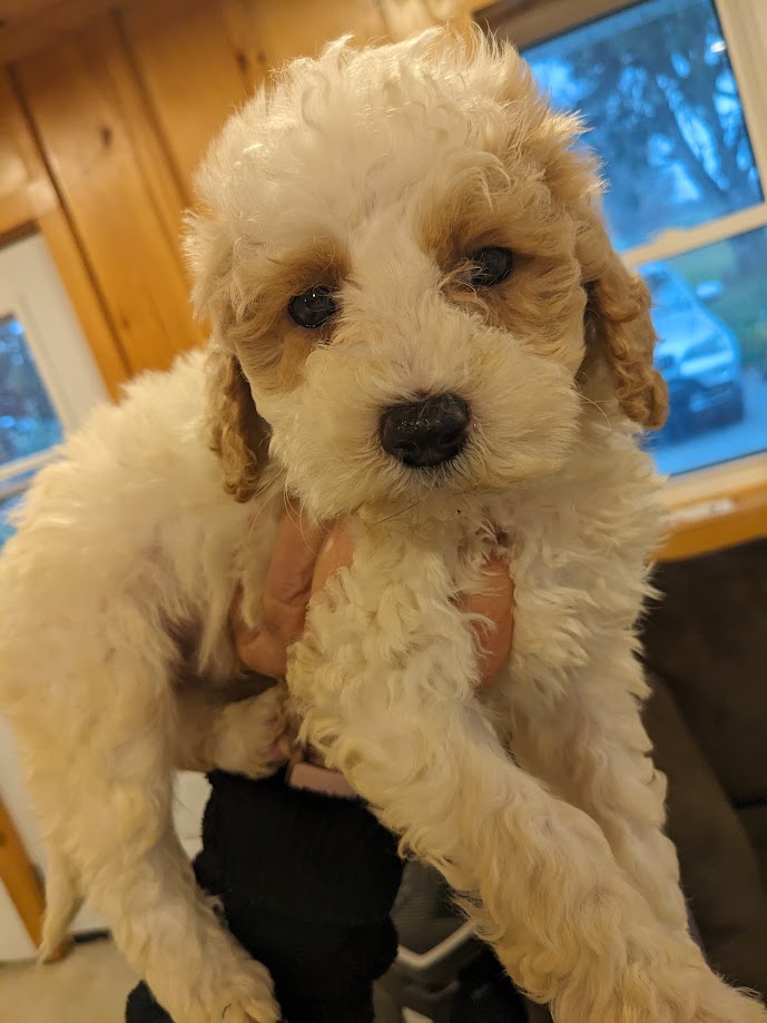 Petite, Mini & Tiny Goldendoodle Puppies for Sale | GoldenBelle Kennels