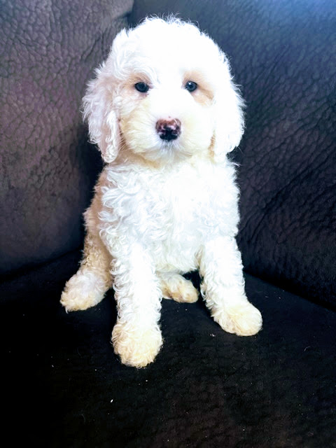 Teddy bear labradoodle puppies for sales sale